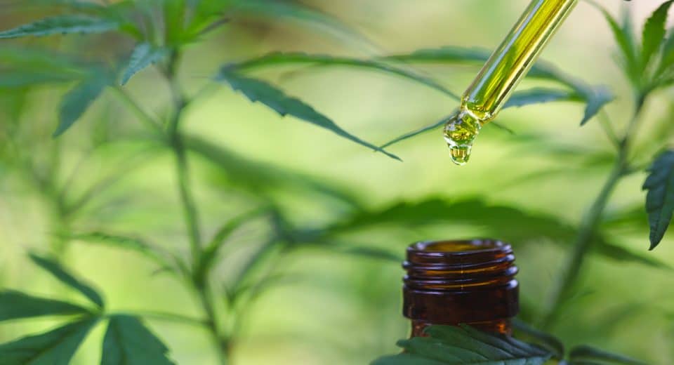 Que faut-il savoir sur l'huile de cbd