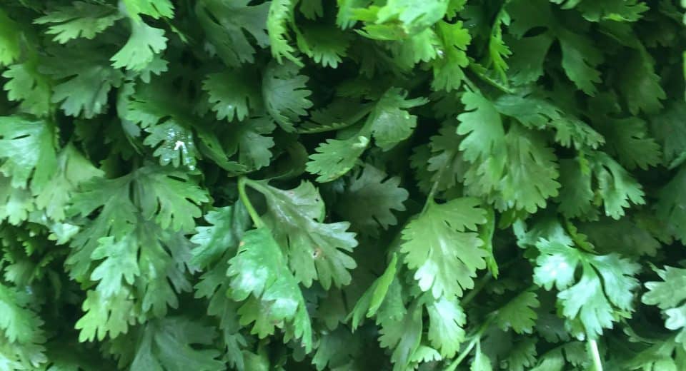 Achat de persil aromatique en ligne : les avantages à connaître